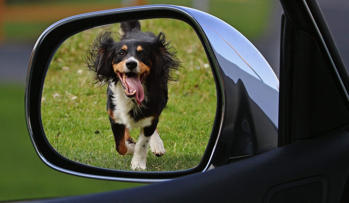 cane insegue una macchina