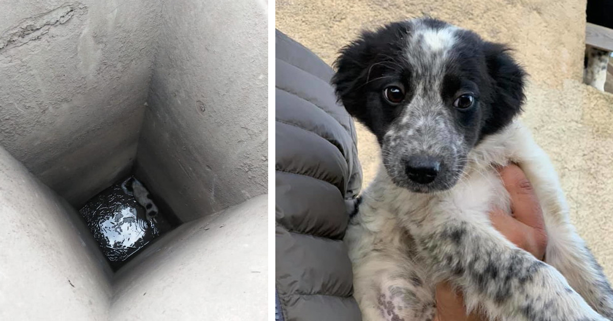 Agrigento, cucciolo di cane salvato in extremis: era da 5 giorni dentro ad un pozzo