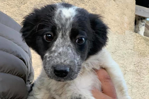 Cucciolo di cane che osserva