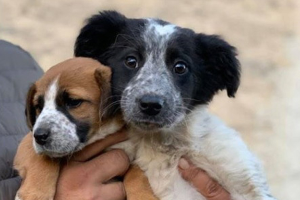 Cuccioli di cane che osservano