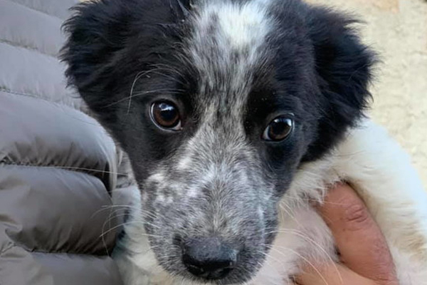 Cucciolo di cane che osserva