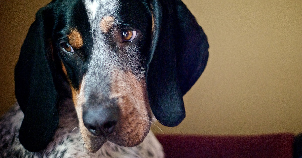 Daim, la cucciola di Basset Bleu de Gascogne scopre la sabbia per la prima volta (VIDEO)