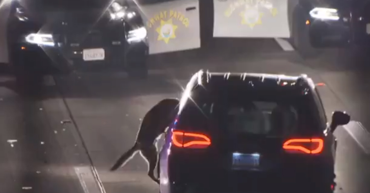 Bo, il cane poliziotto che ha fermato un criminale: il video della sua impresa