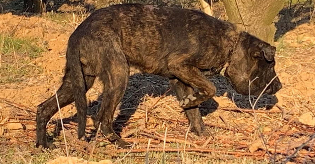 Bombolo, il cane vittima di maltrattamenti che ora cerca la felicità