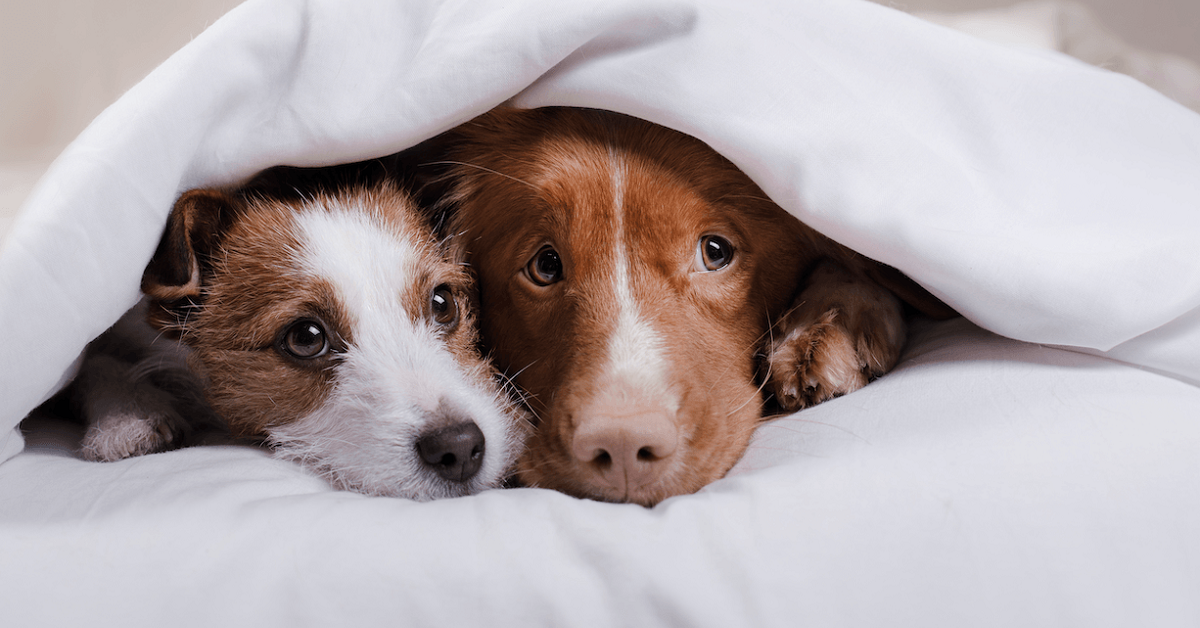 cani sotto coperta
