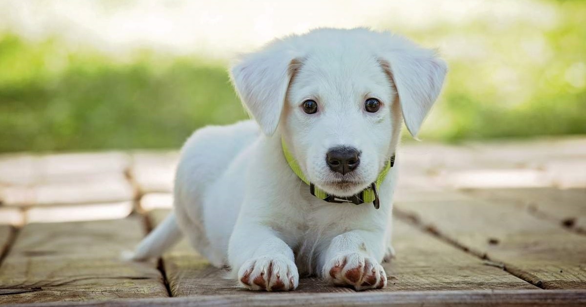 cucciolo di cane bianco