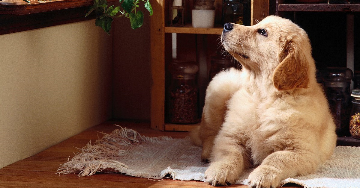 cane guarda fuori