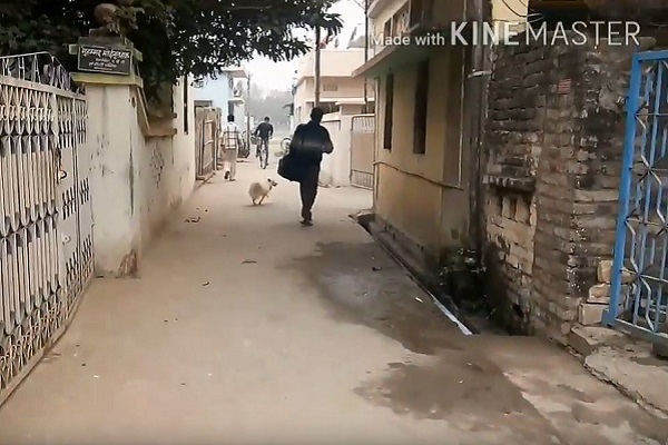 cane corre lungo la strada