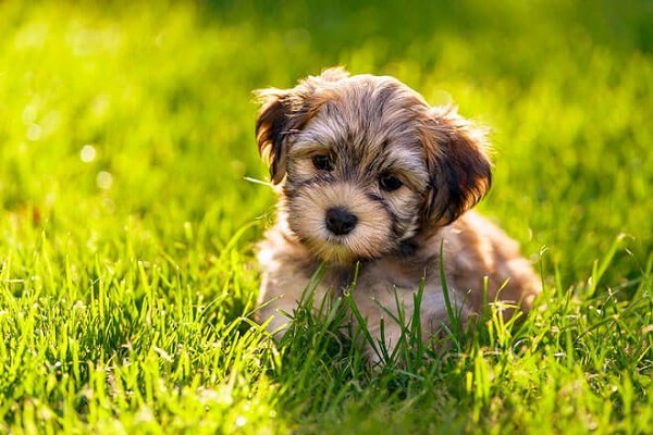 cane havanese