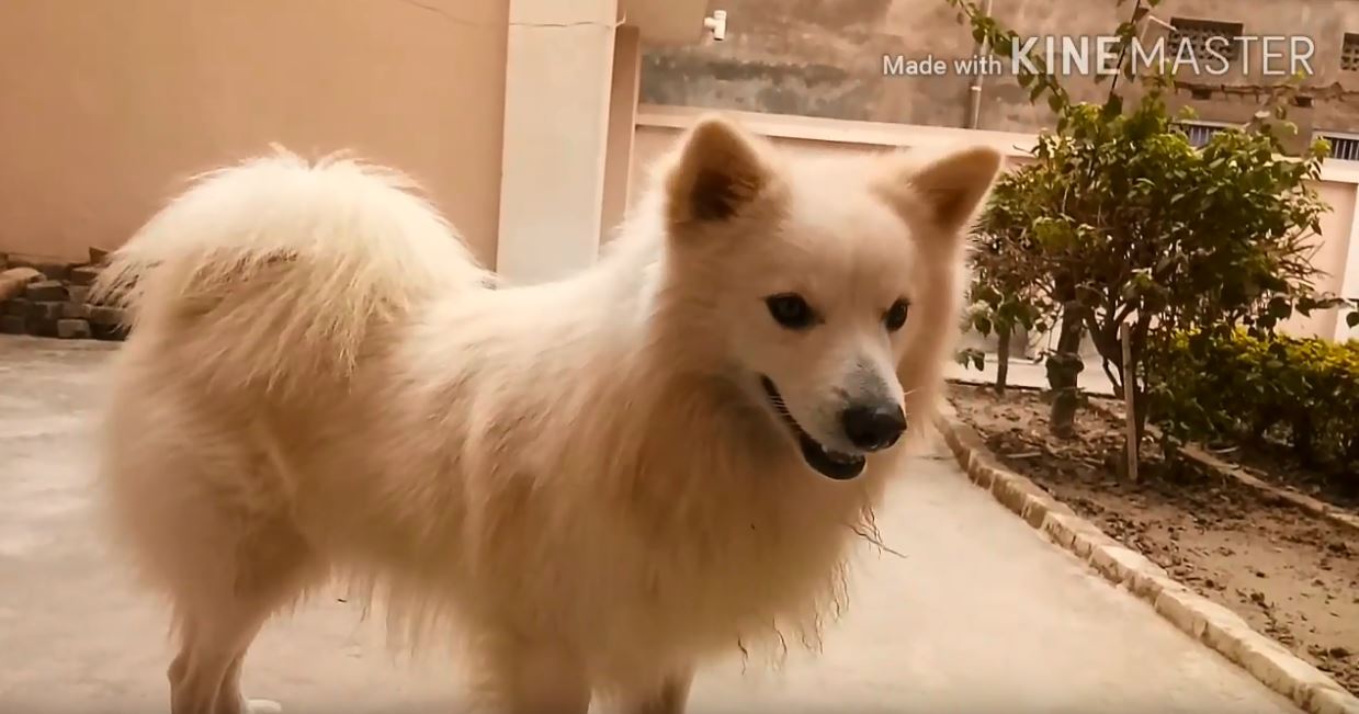 Cane rivede il suo padrone dopo sei mesi: l’incontro commovente – VIDEO