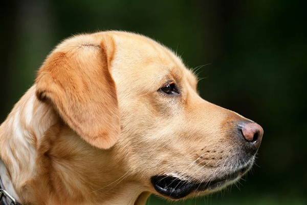 Cane che osserva