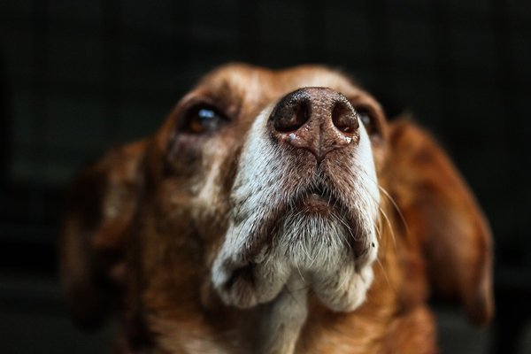 Cane che osserva
