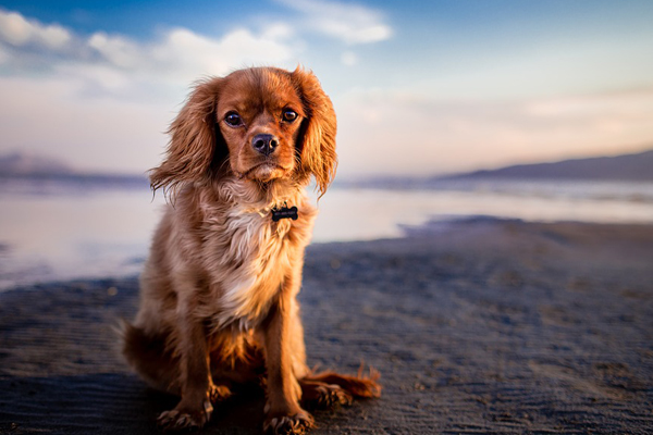 Cane sulla spiaggia