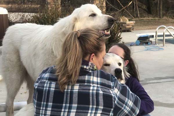 Cani che abbracciano la proprietaria