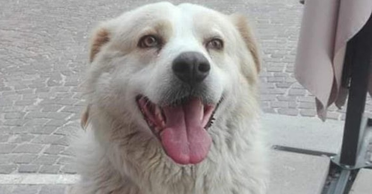 Ermanno, il cane che a Nereto ha vegliato per 3 giorni il proprietario defunto