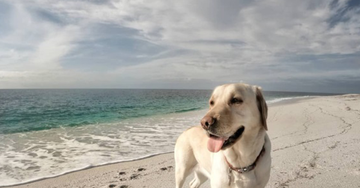 Farah, il cane che in Sardegna raccoglie la plastica dalle spiagge