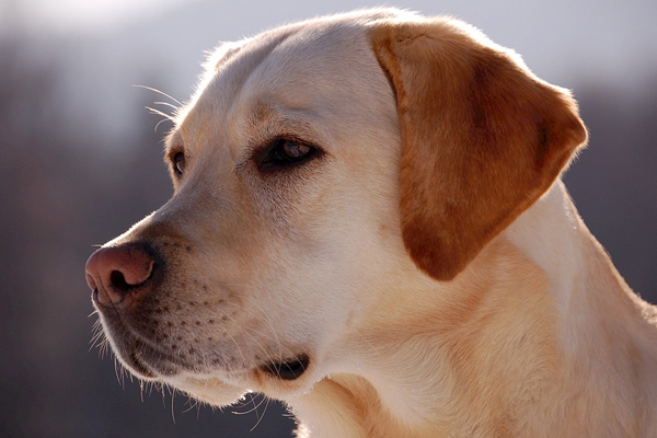 Cane che osserva