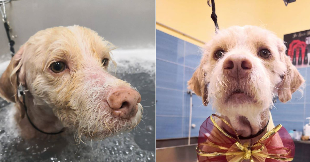 Fiocco, il cane abbandonato che non si è arreso: la sua rinascita