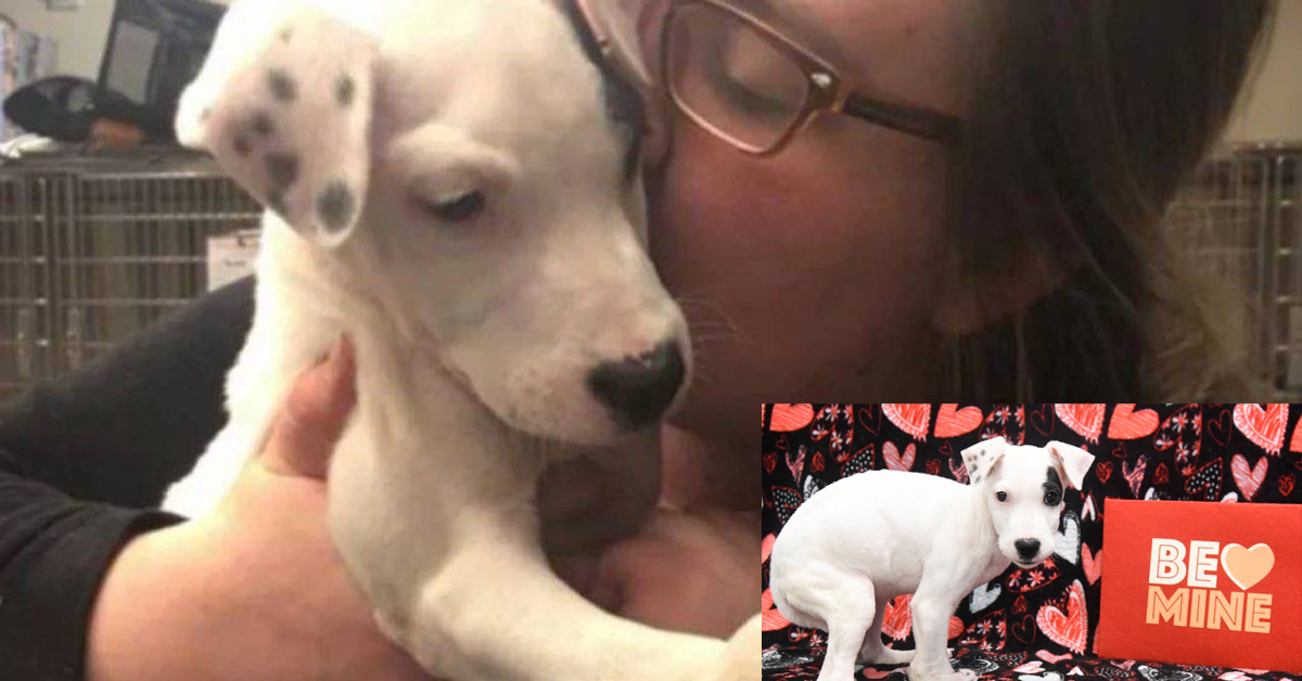 Gema, il cane con 5 zampe che è finalmente felice