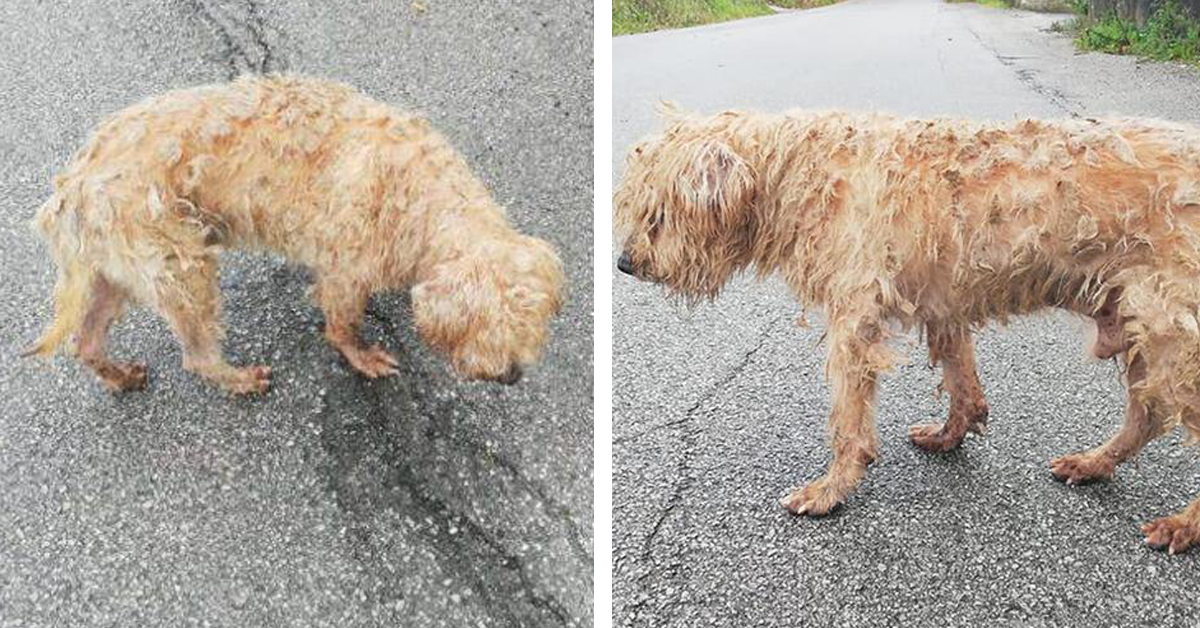 Gennaro, il cane che ha riabbracciato il proprietario dopo 10 anni