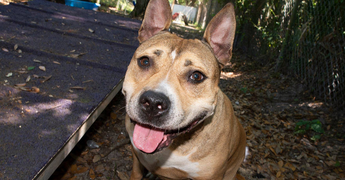 Hazel, il cane ritrovato grazie ad una lattina di birra