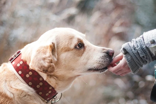 Cane che annusa una mano