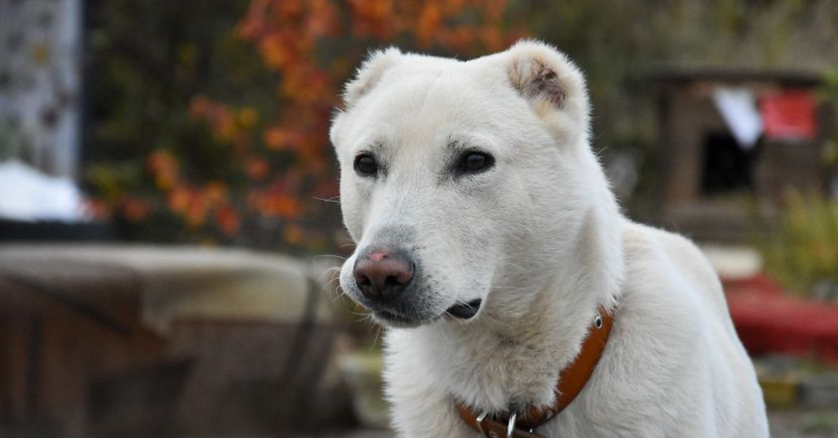 Marvin, il cane che dopo due abbandoni e 2000 Km è finalmente felice