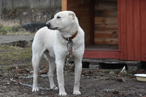 Cane che osserva