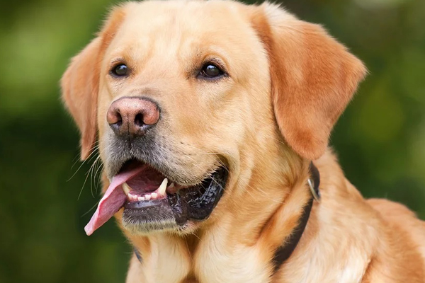 Cane che osserva