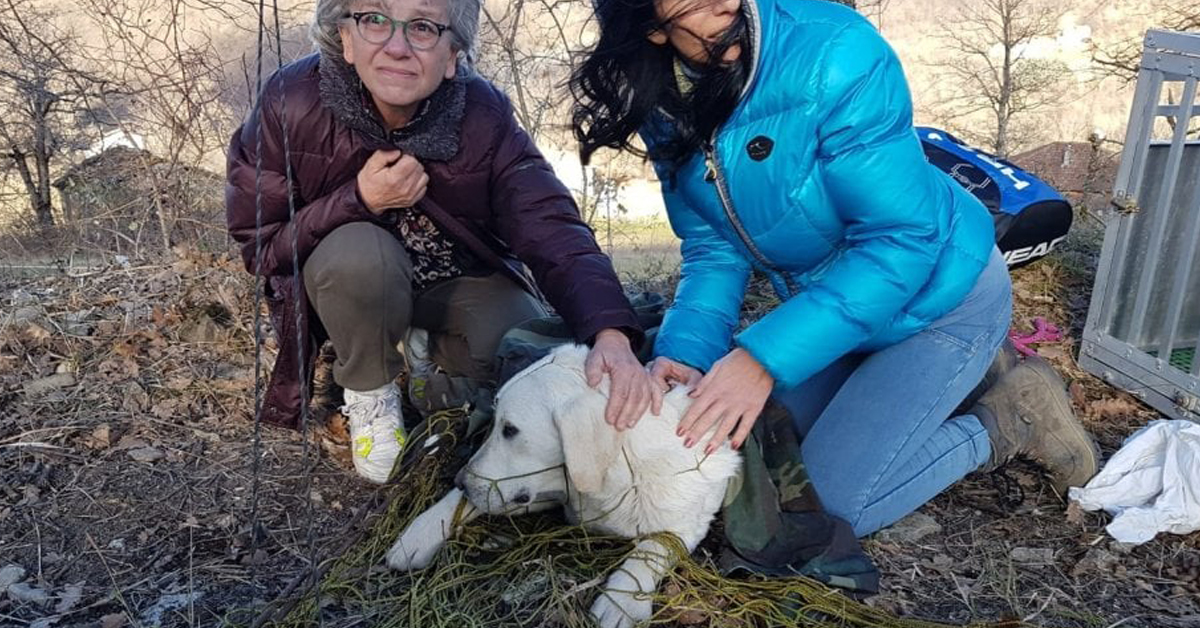 Red, il cane scomparso all’Abetone e ritrovato dopo 59 giorni