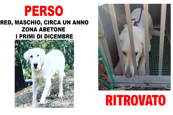 Annuncio cane scomparso