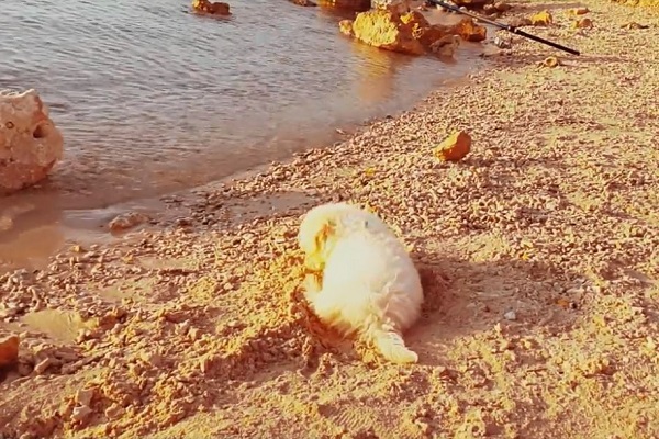 cane al mare