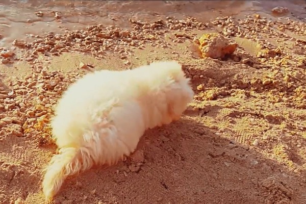 cane bianco a pelo lungo