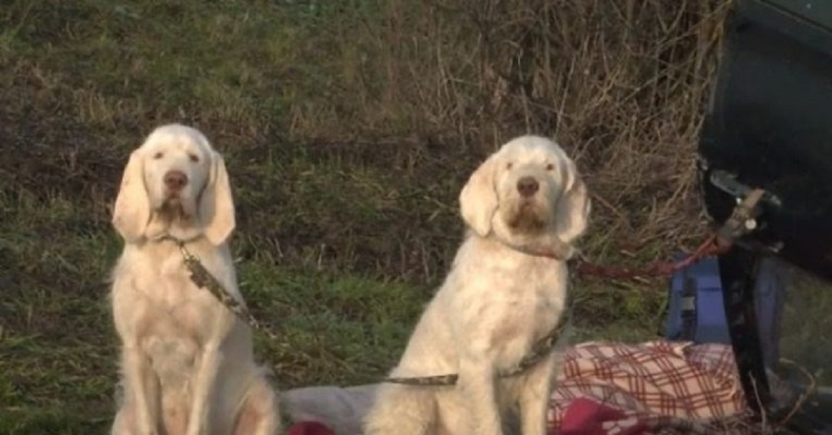 Ai due cani, entrambi vittime dell’incidente, non viene prestato soccorso