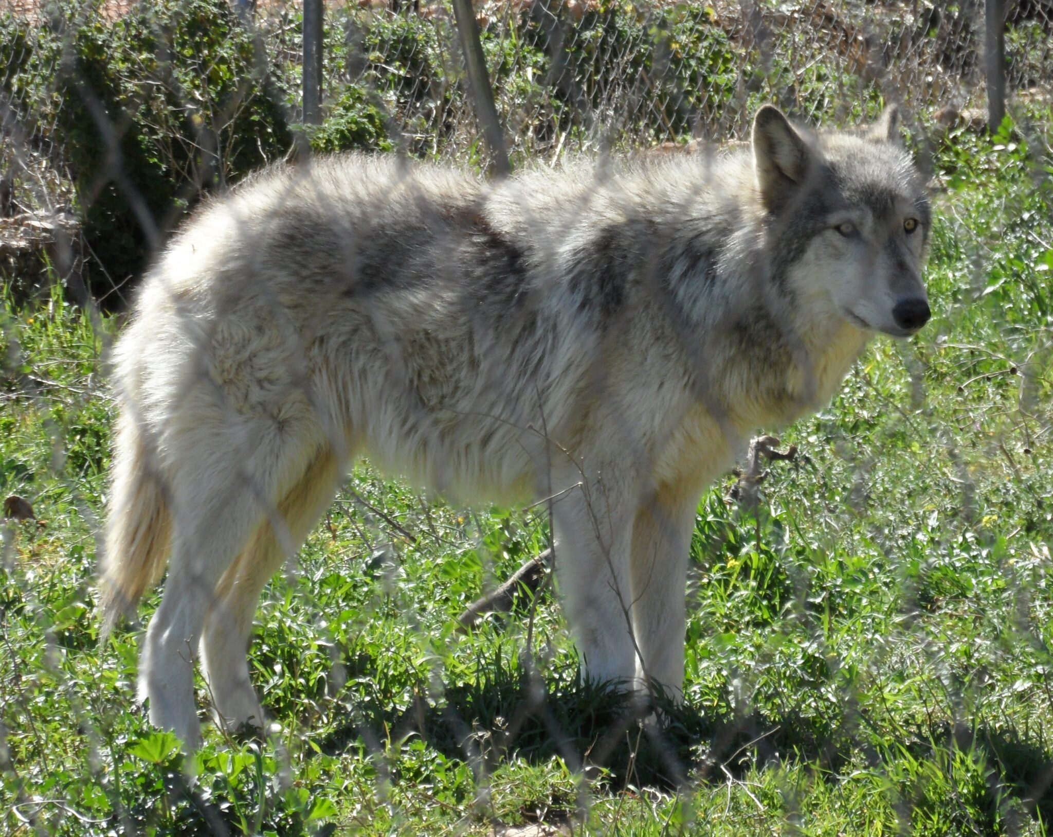 cane American Wolfdog