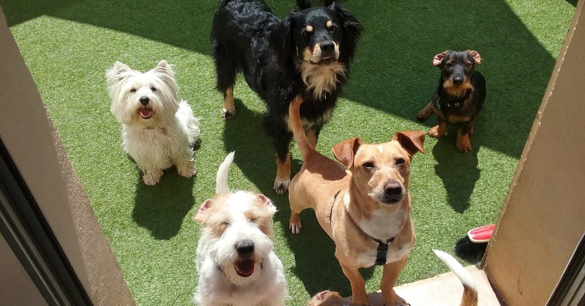 Milano, Happy Bau: l’asilo per cani a misura di quattro zampe