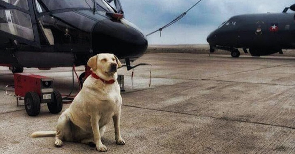 Cane abbandonato per strada diventa membro della marina cilena