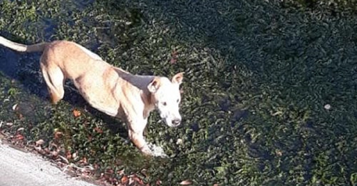 Cane bloccato in un canale di scolo viene salvato da un agente di polizia