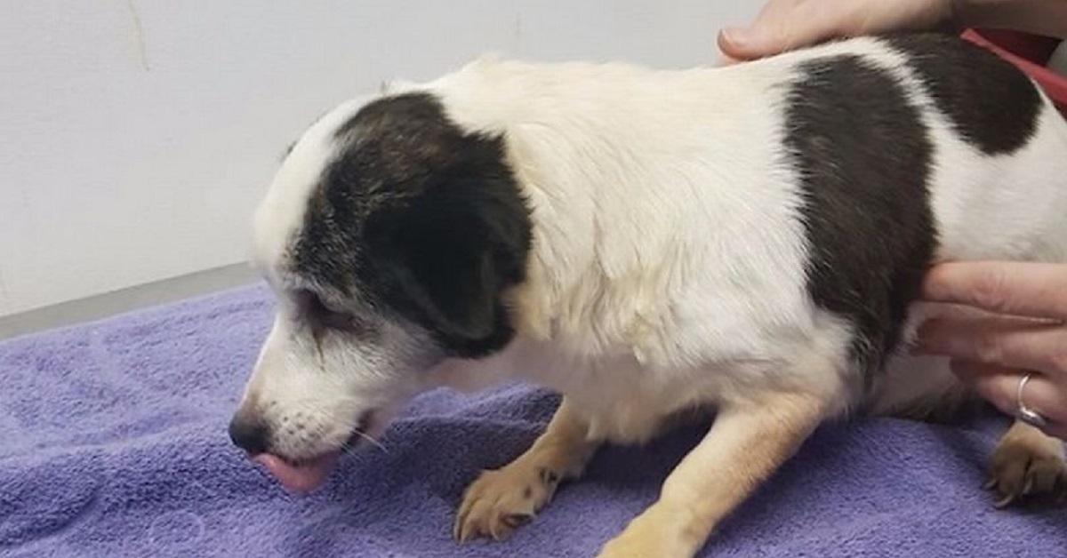 Cane cieco e malato viene salvato dai maltrattamenti del proprietario