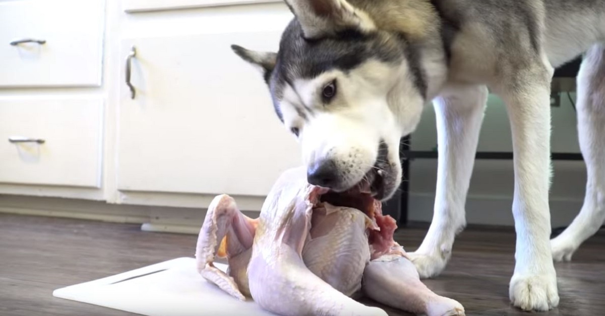 Cane costretto a mangiare un tacchino crudo dal padrone – VIDEO
