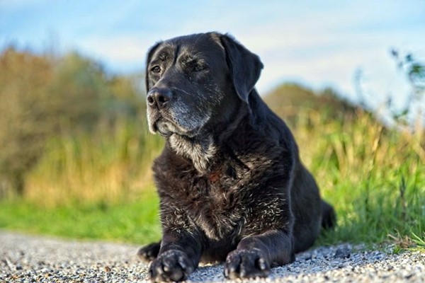 cane che riposa all'aria aperta