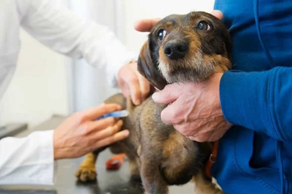 portare il cane dal veterinario