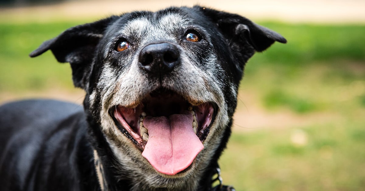 Cosa sapere sul tuo cane di 10 anni: cura, attenzioni e prevenzioni