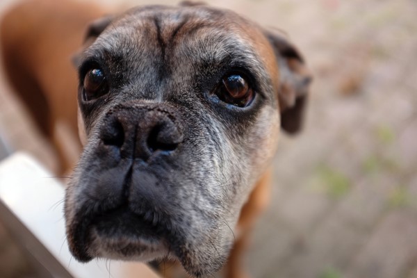 cane con il muso schiacciato