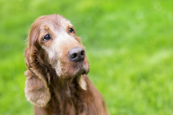 setter irlandese anziano