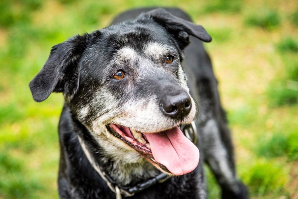 cane con la lingua di fuori