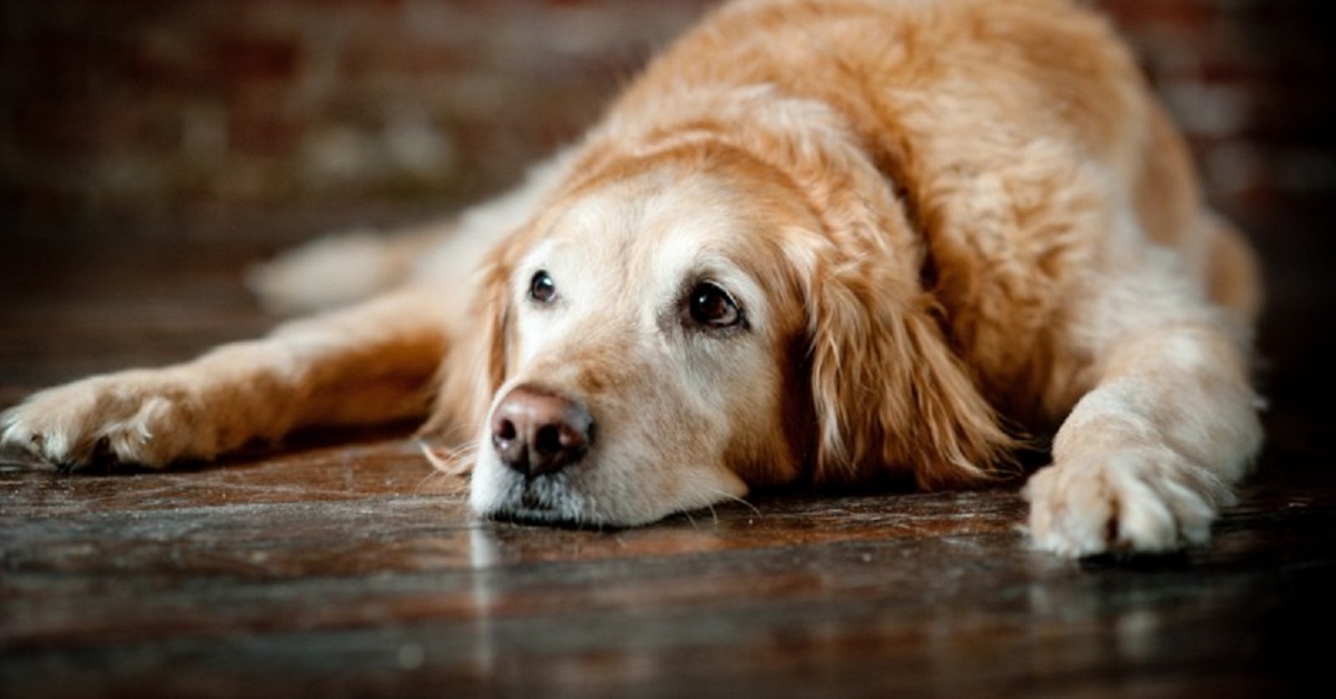 cane anziano golden retriever