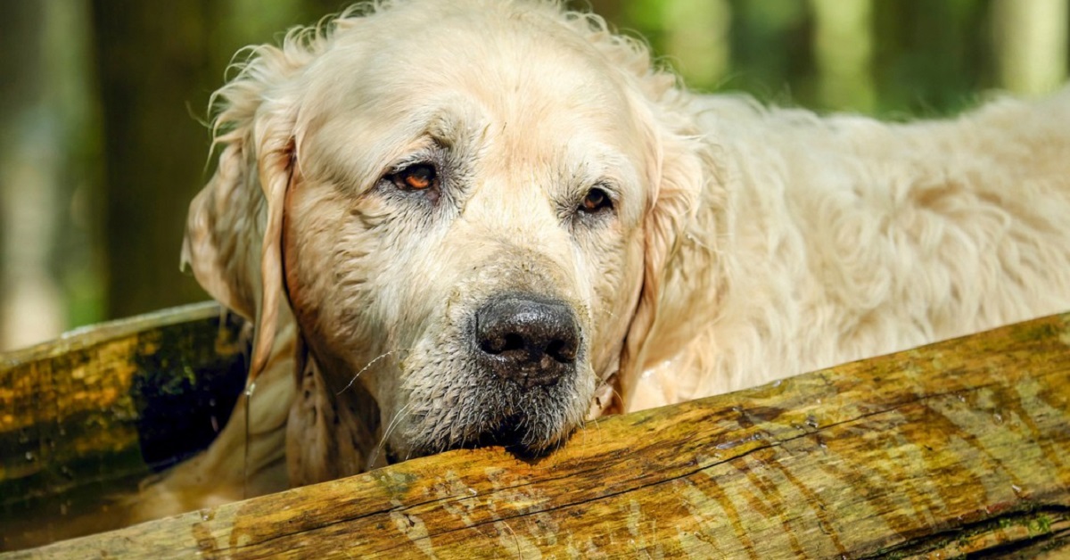 cane all'aperto