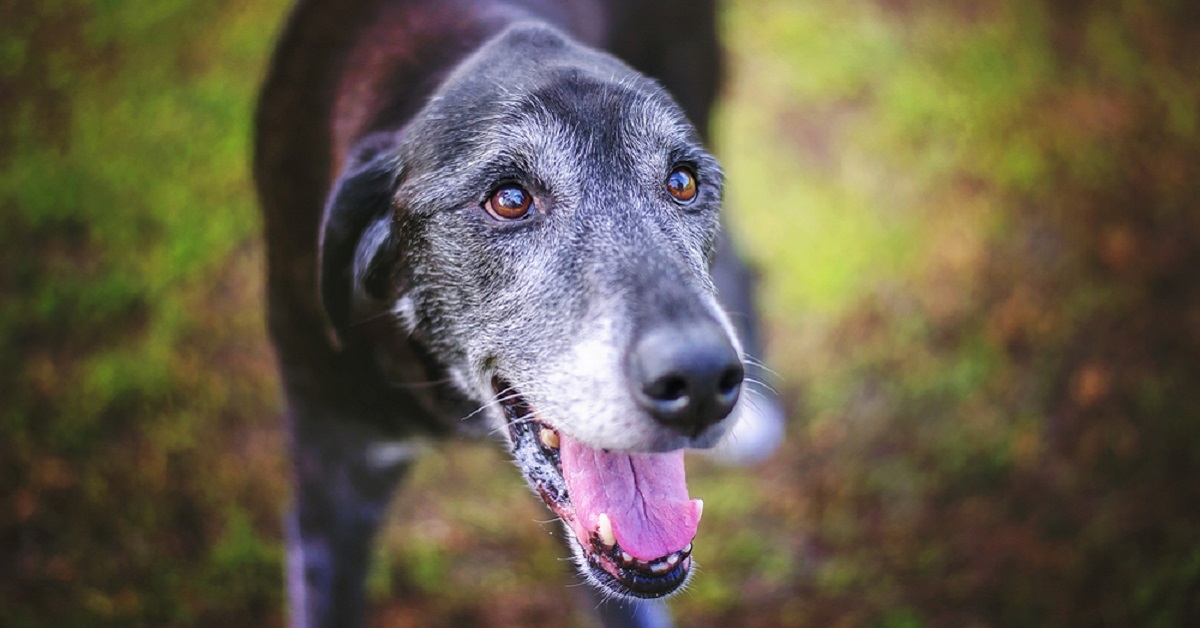 cane brizzolato