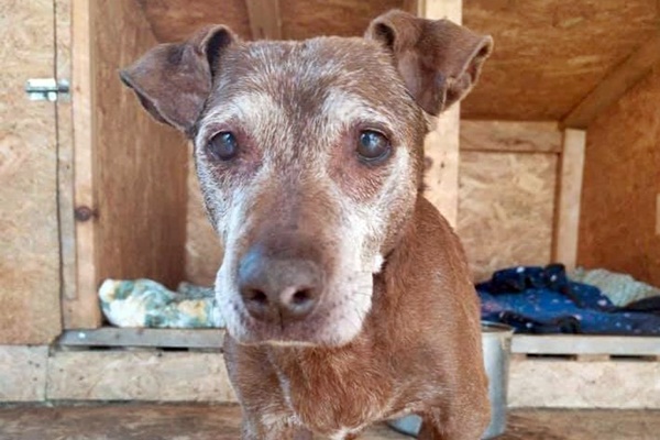 cane anziano può stare all'aria aperta